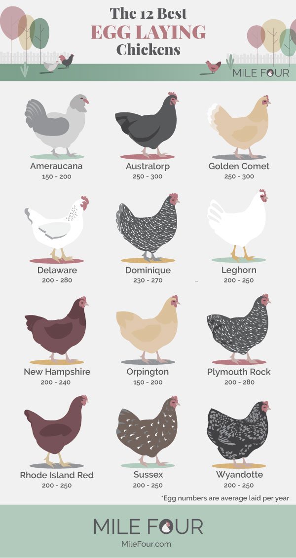 chicken-breed-laying-rate-infographic-post